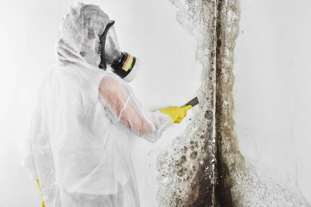 Best Attic Mold Removal  in Arcade, GA