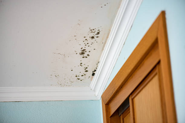 Best Black Mold Removal  in Arcade, GA