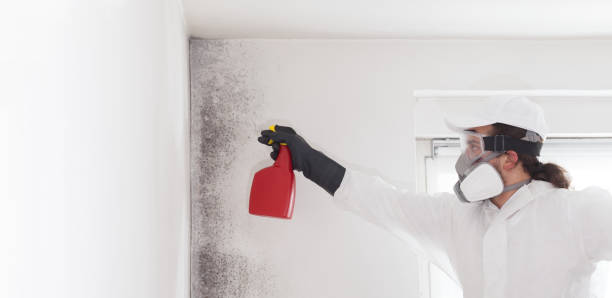 Best Affordable Mold Removal  in Arcade, GA