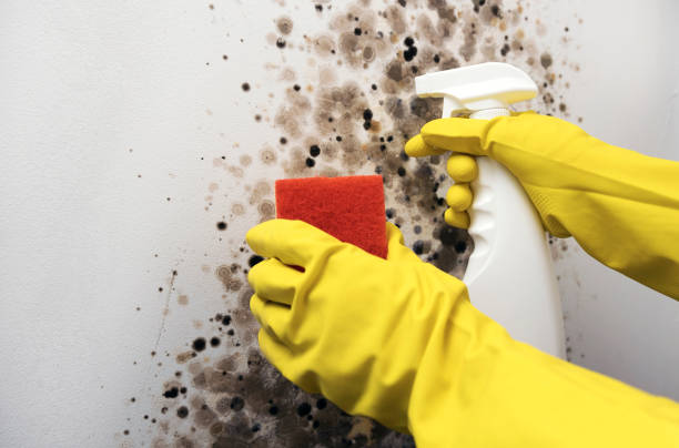 Best Toxic Mold Removal  in Arcade, GA