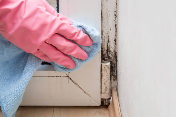 Best Certified Mold Removal  in Arcade, GA
